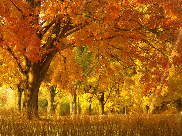 Fall Season Animated Wallpaper 1.0.0 screenshot